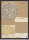 Coscinodiscus excavatus Grev. (de-Toni-Nr.: Genus 202, Species 4988) Zeichnungen Sammlung Grunow Nr. 8603 (NHMW-BOT-W0378263)